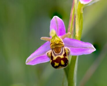 6 Plants That Look Like Animals