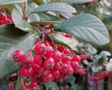 Here are 15 Evergreen Trees with Red Berries to Consider Growing