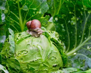 Is It Safe To Eat Damaged Vegetables From The Garden?