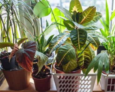 Overwintering Tropical Plants Indoors