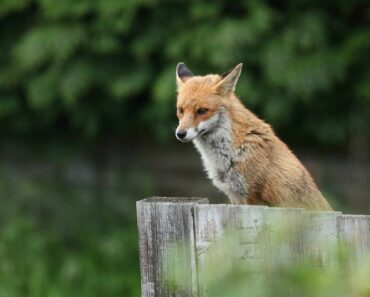 Wildlife watch: Red fox