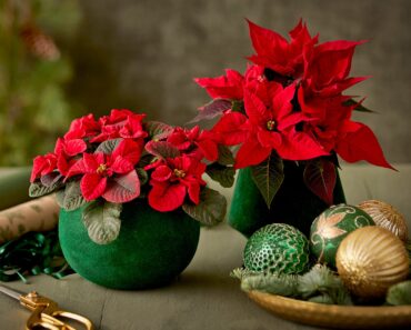 7 Poinsettia Care Mistakes: Experts Explain Why Poinsettias Die, And How To Prevent It
