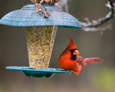 9 Bird Feeding Mistakes To Avoid This Winter – And How To Get It Right