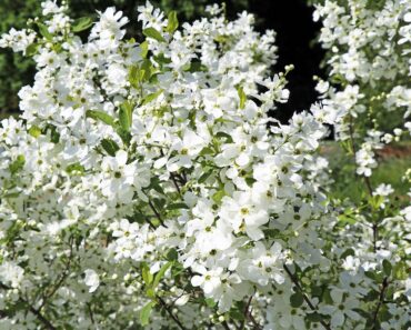 Grow Pearlbush: Discover Exochorda Racemosa