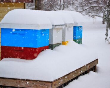 How To Winterize Bees: Tips To Prepare Hives For The Cold