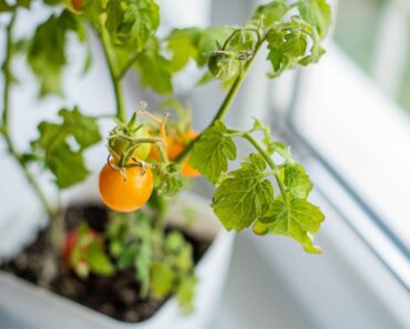 Tips And Tricks For Overwintering Tomato Plants
