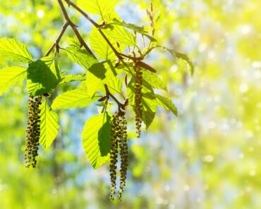 Trees with catkins