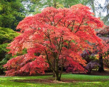 10 Trees That Will Add Value To Your Home – According To Experts