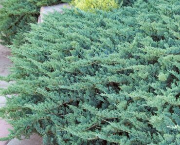 Best Juniper Ground Cover: 12 Versatile Evergreen Varieties To Protect Your Plot