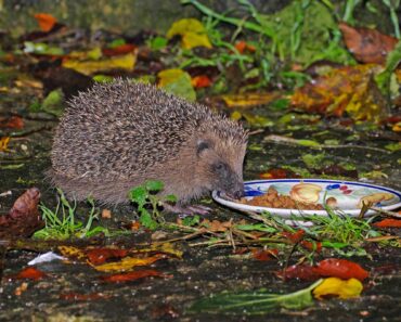What to feed hedgehogs