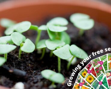 Free veg seeds 2024 – February