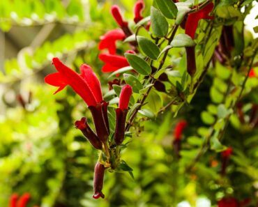 How to grow and care for a lipstick plant