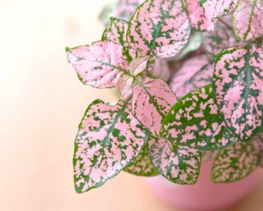 How to grow and care for a polka dot plant