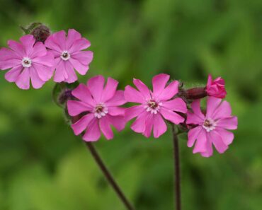 How to grow red campion (Silene dioica)