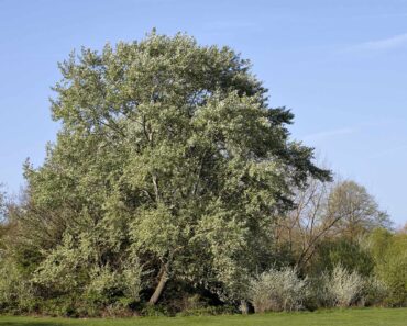 Six poplar trees and how to identify them