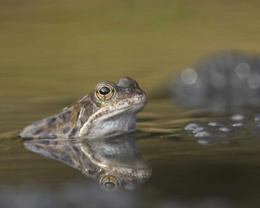 Wildlife watch: Common frog