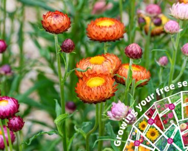 Free flower seeds 2024 – March
