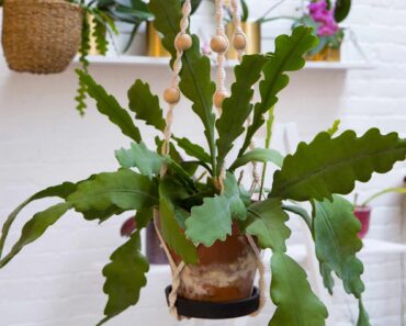 How to grow and care for a fishbone cactus