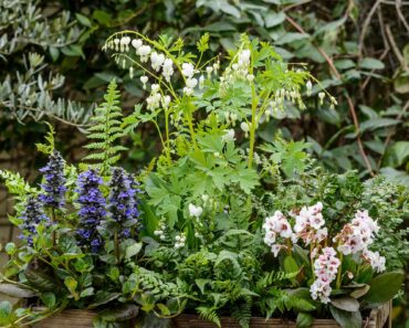 Plants for a Purpose: spring plants for shade