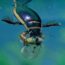 Wildlife watch: the great diving beetle