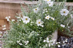 Gardening for beginners: container gardening
