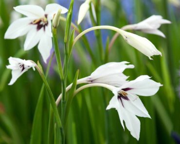 How to grow and care for Acidanthera