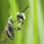 Wildlife watch: Ashy mining bee