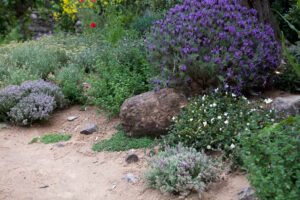 Best plants for a Mediterranean garden
