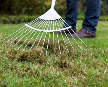 How to get rid of moss in a lawn