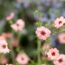 How to plant and grow potentilla