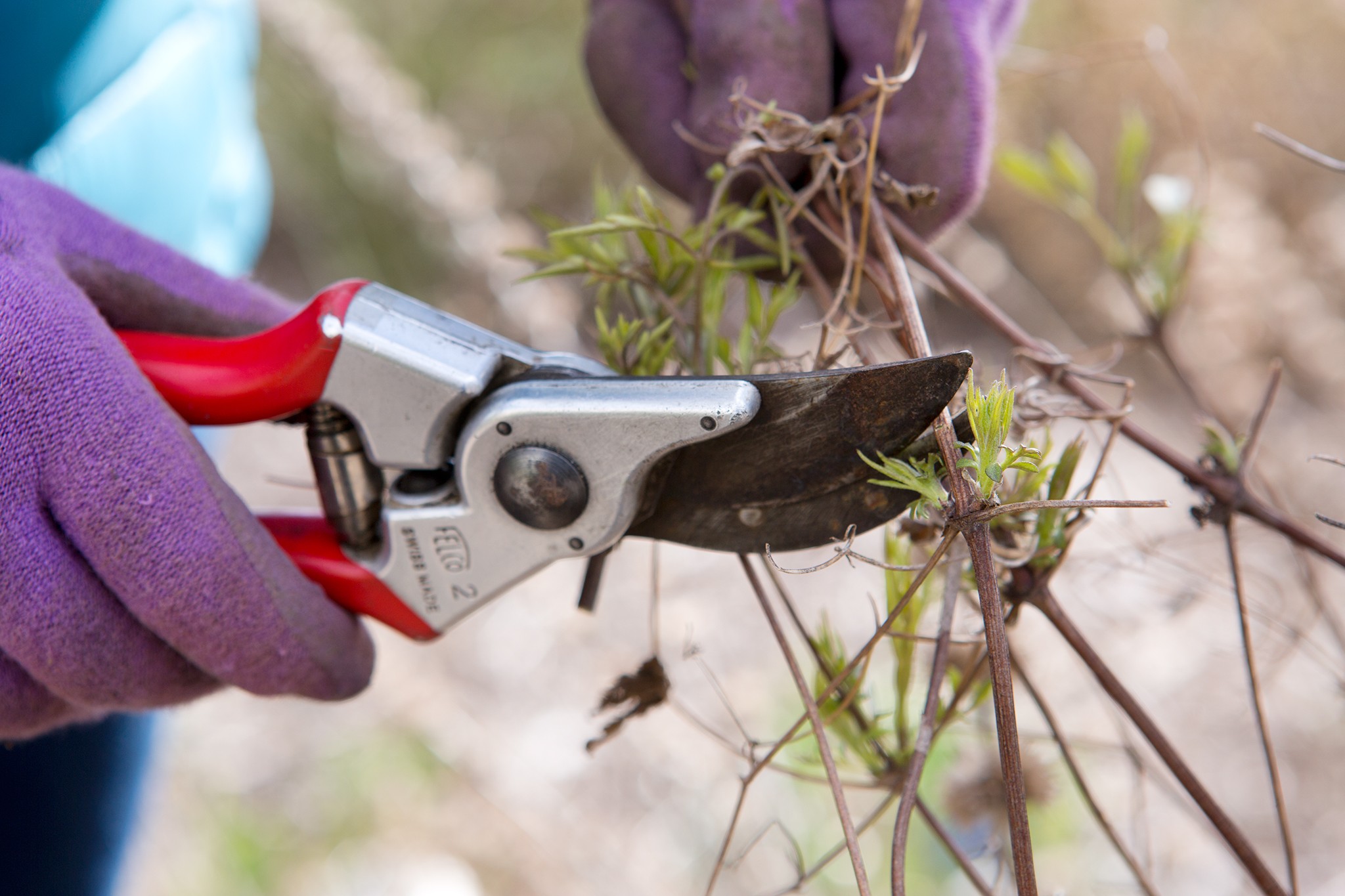 What to prune in winter – Learnorganicgardening.com
