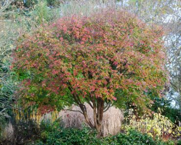 How to grow and care for Japanese maples