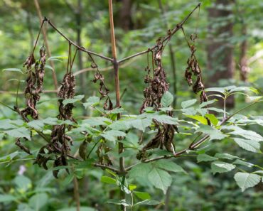 How to identify and control ash dieback