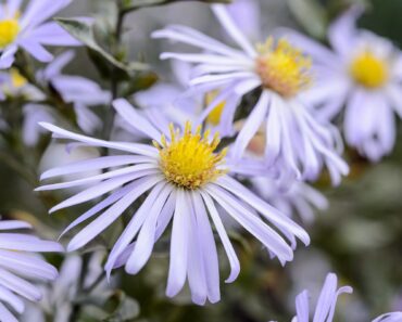 7 plants you can buy now and enjoy straight away