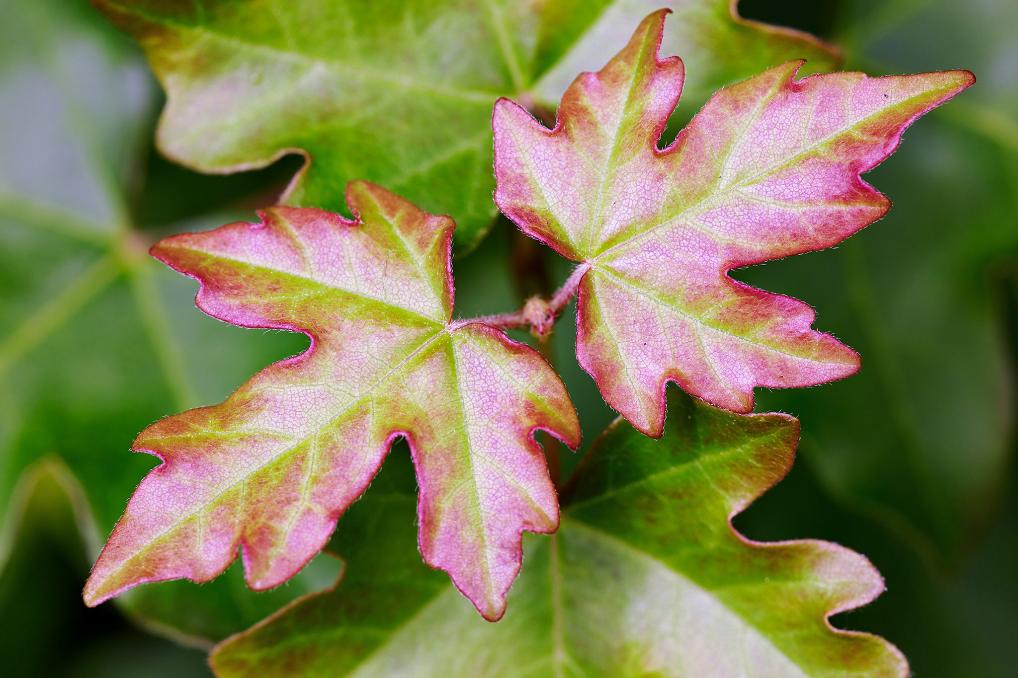 Field Maple Spring Complete guide to field maple – Learnorganicgardening.com