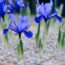 12 urgent October jobs to protect your garden over winter