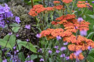 Complete guide to perennials