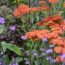 Complete guide to perennials