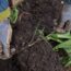 Dealing with couch grass