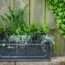 How to grow ophiopogon
