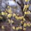 How to grow wintersweet (chimonanthus)