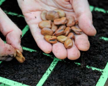 18 things you can still plant in December – and they’ll flourish