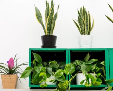 10 New Year gardening resolutions