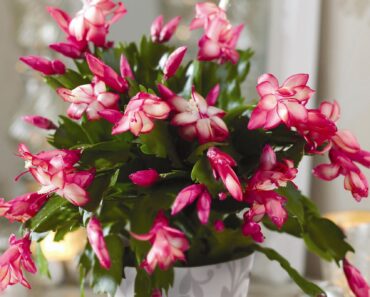 Forget high-maintenance poinsettias — these festive favourites thrive indoors