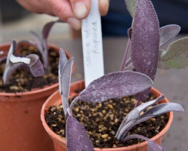 How to grow every vegetable on your Christmas plate