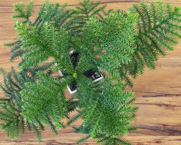 No room for a Christmas tree? Try one of these 10 plants instead