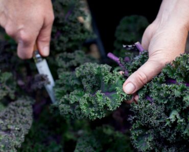 Winter veg that survive frost and taste better than ever