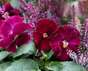 10 January-flowering plants to brighten your day