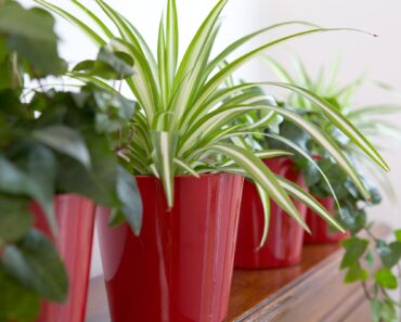25 of the best house plants to grow