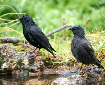 How to enjoy winter birdwatching and recognise when garden birds need extra care